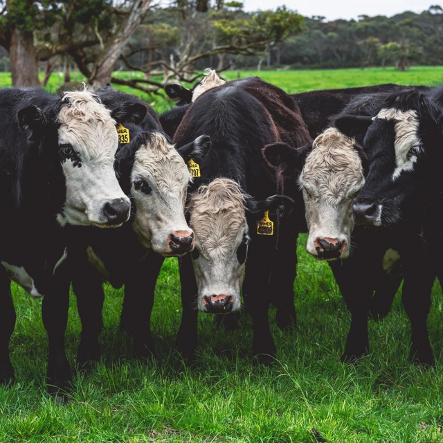 Grass-Fed vs Grass-Finished Beef