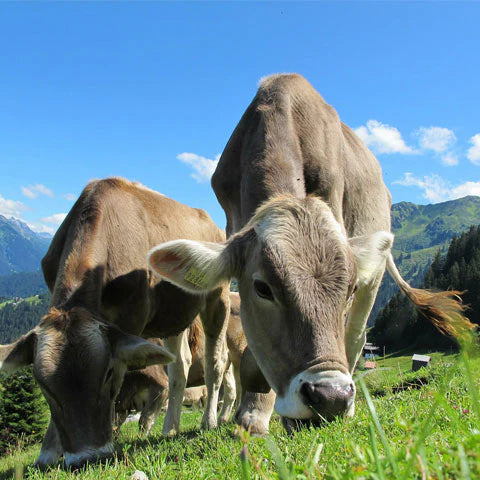 Beef cow